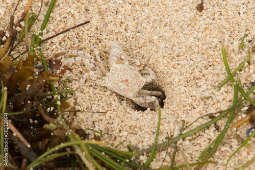 Strandkrabbe auf dem Weg in ihr Versteck