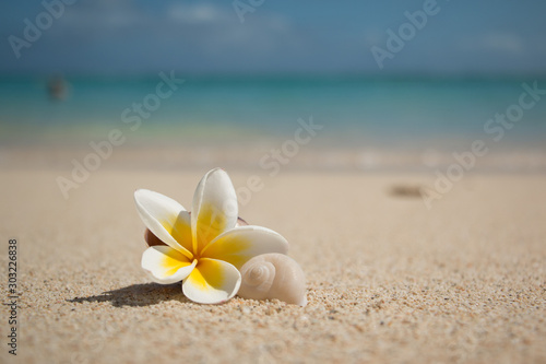 Plumeria Flower with shell of a snail on the beach