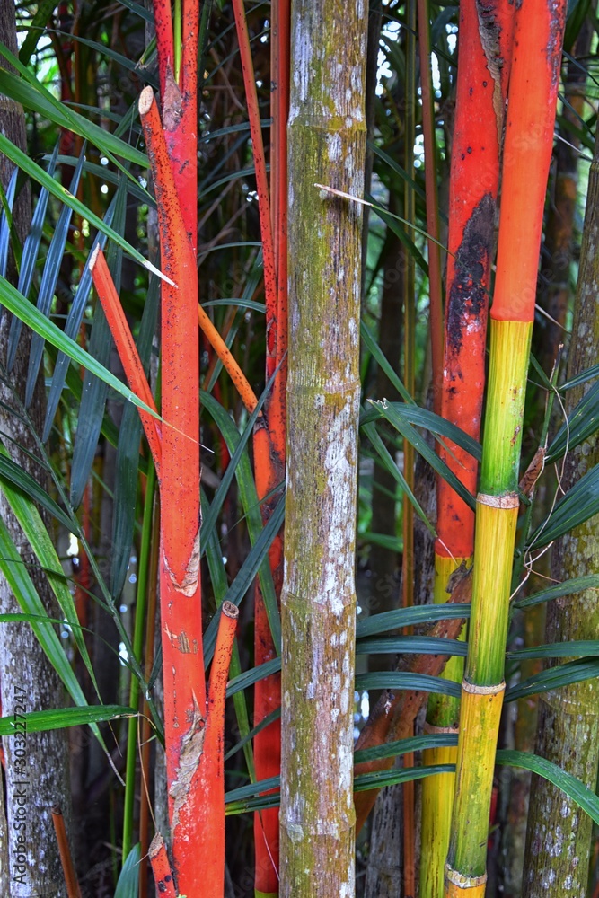 Bamboo forest background. Multi color bright red, gree, orange, yellow Bamboo plant. Bamboo trees in wood on resort in Phuket, Thailand. Asia.