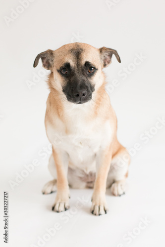 dog on white background