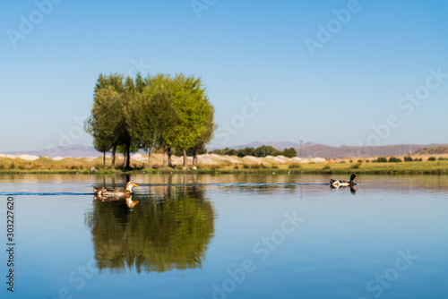 duck swims in lake background