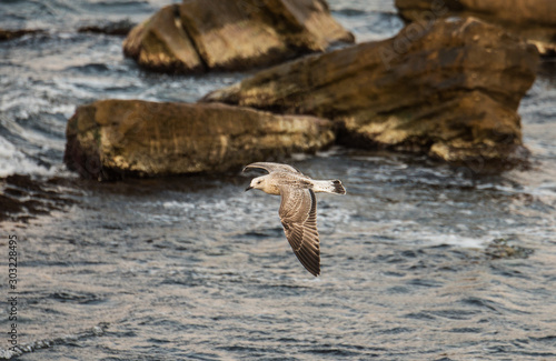 Seagull