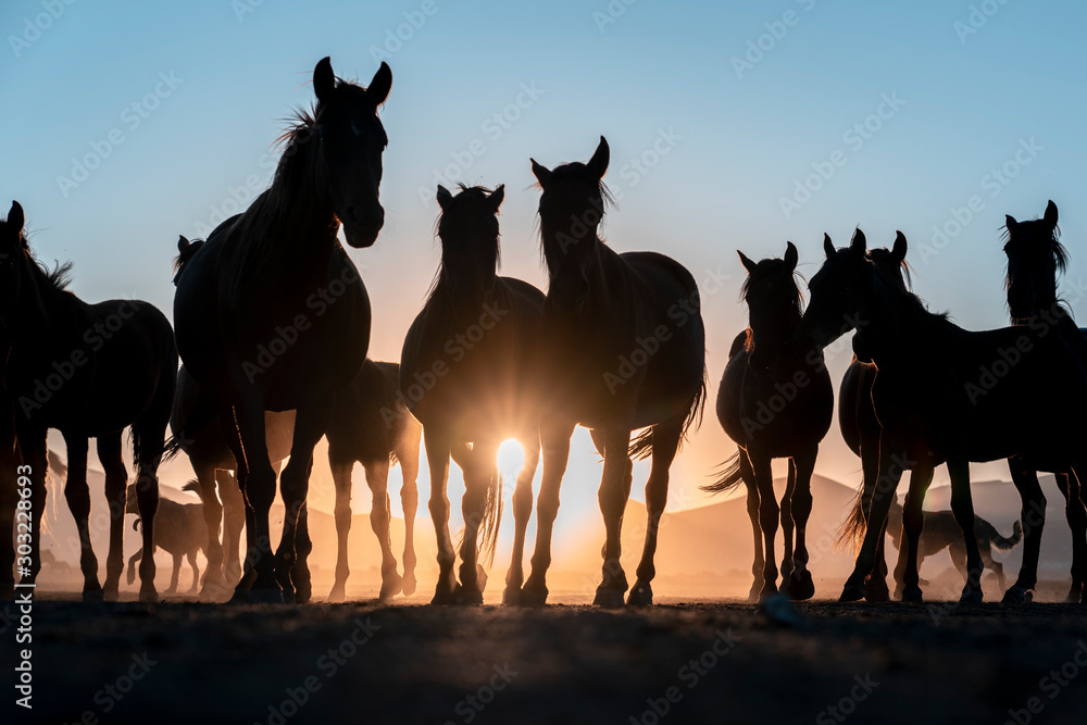 Fototapeta premium low angle view of horse in sunset. horses legs in row