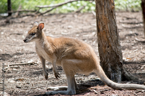 this is a side view of an agile wallaby