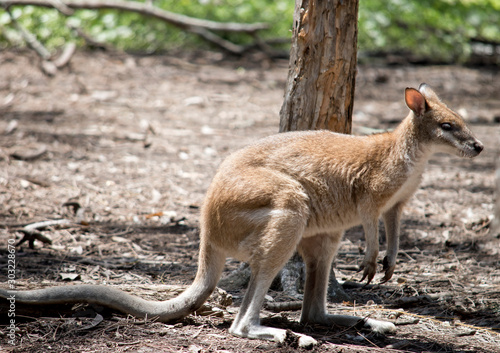 this is a side view of an agile wallaby