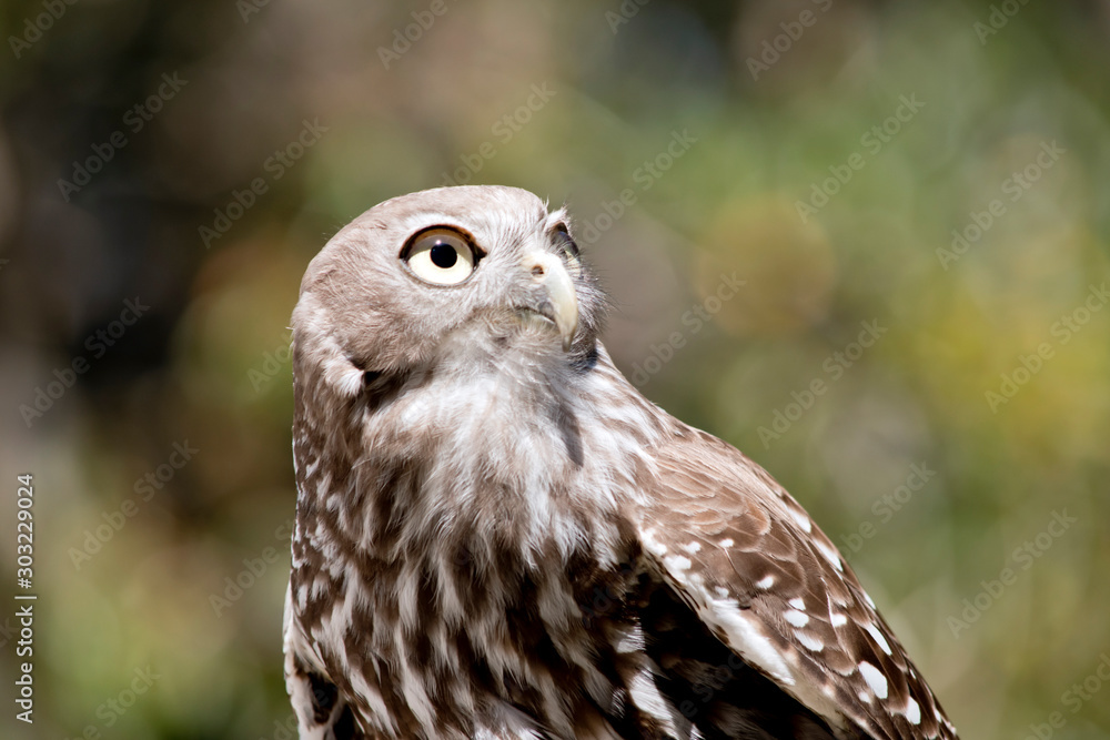 this is a close up of a barking owl this is a close up of a barking owl
