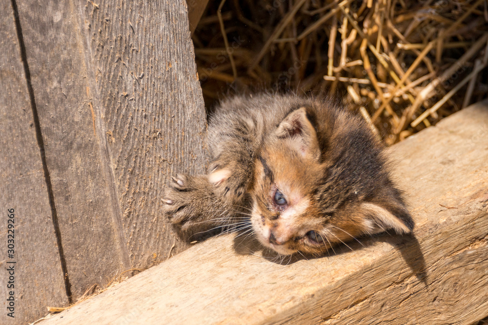 kitty cat crawling on side kitty cat crawling on side