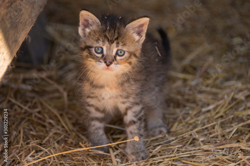 striped kitten looking 