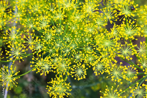 Detailed background of yellow dill flower umbrellas