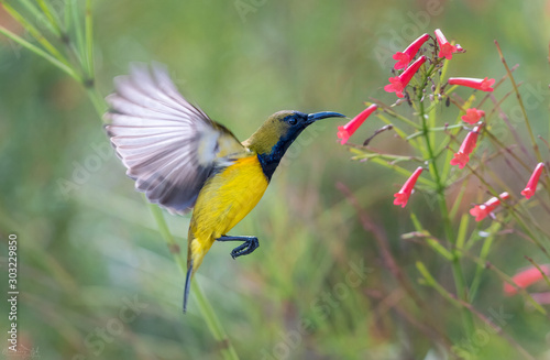 Olive-backed Sunbird (Cinnyris jugularis) male hovering at flower