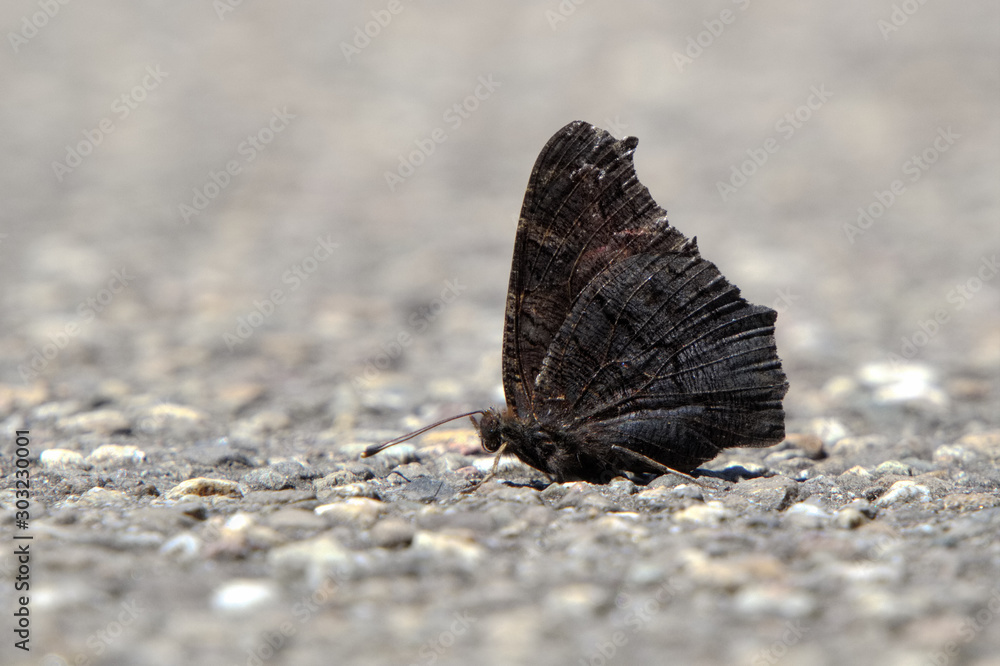 Schwarzer Schmetterling schwarzer-schmetterling