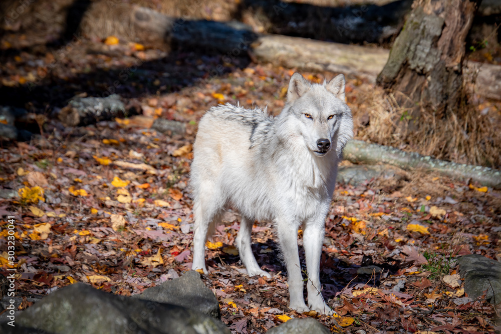 An arctic wolf staring into the distance at the rest of her pack on an Autumn day