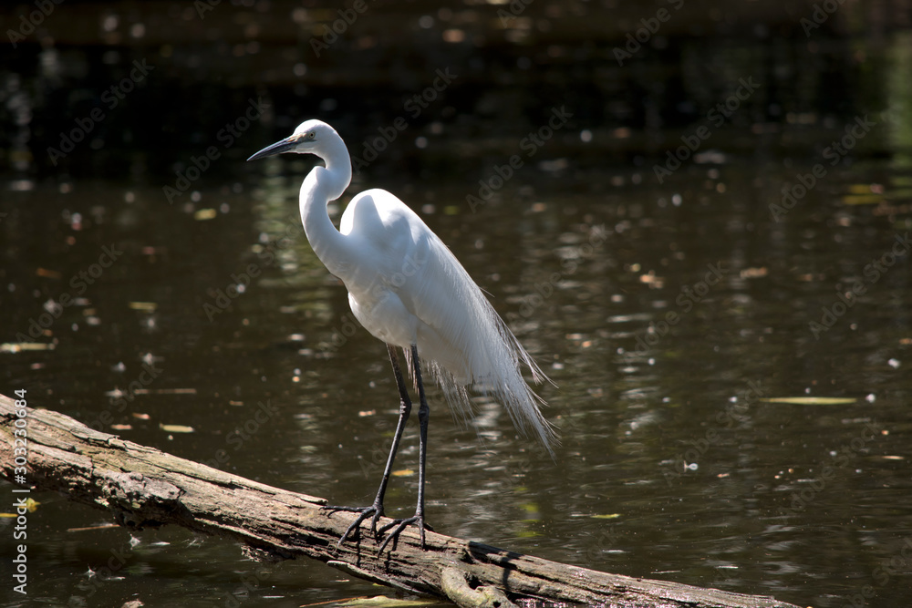 Naklejka premium this is a side view of a great egret
