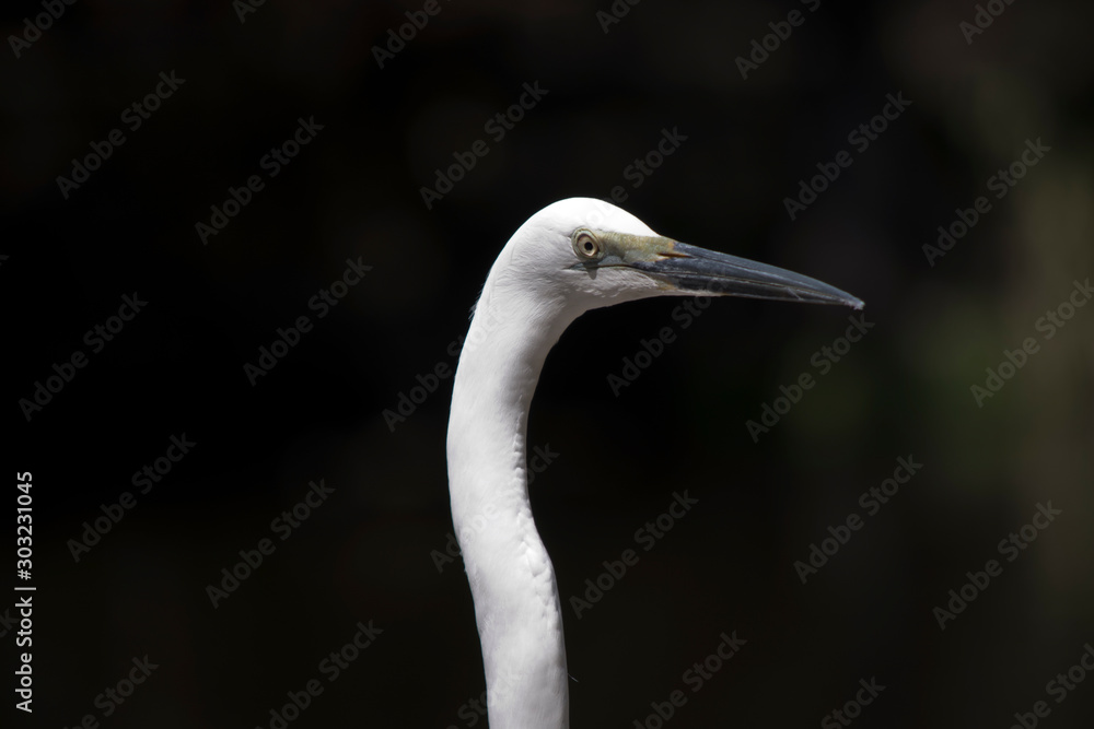 this is a close up of a great egret this is a close up of a great egret