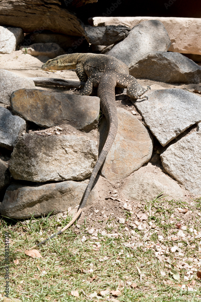 the lace monitor lizard is climbing up the rocks the lace monitor lizard is climbing up the rocks