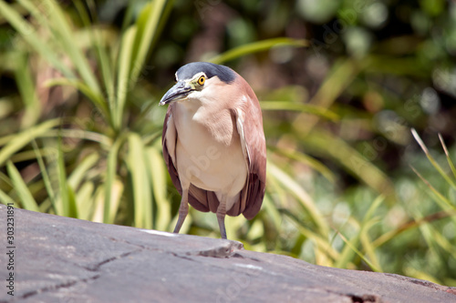 the nankeen night heron is standing on a rock