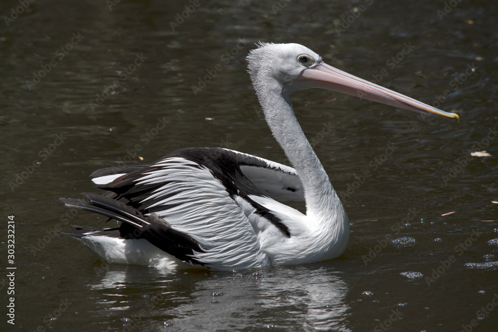 this is a side view of a pelican this is a side view of a pelican