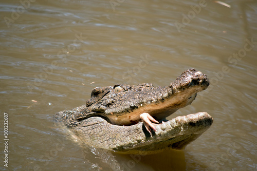 this a close up of a salt water crocodile eating a chicken