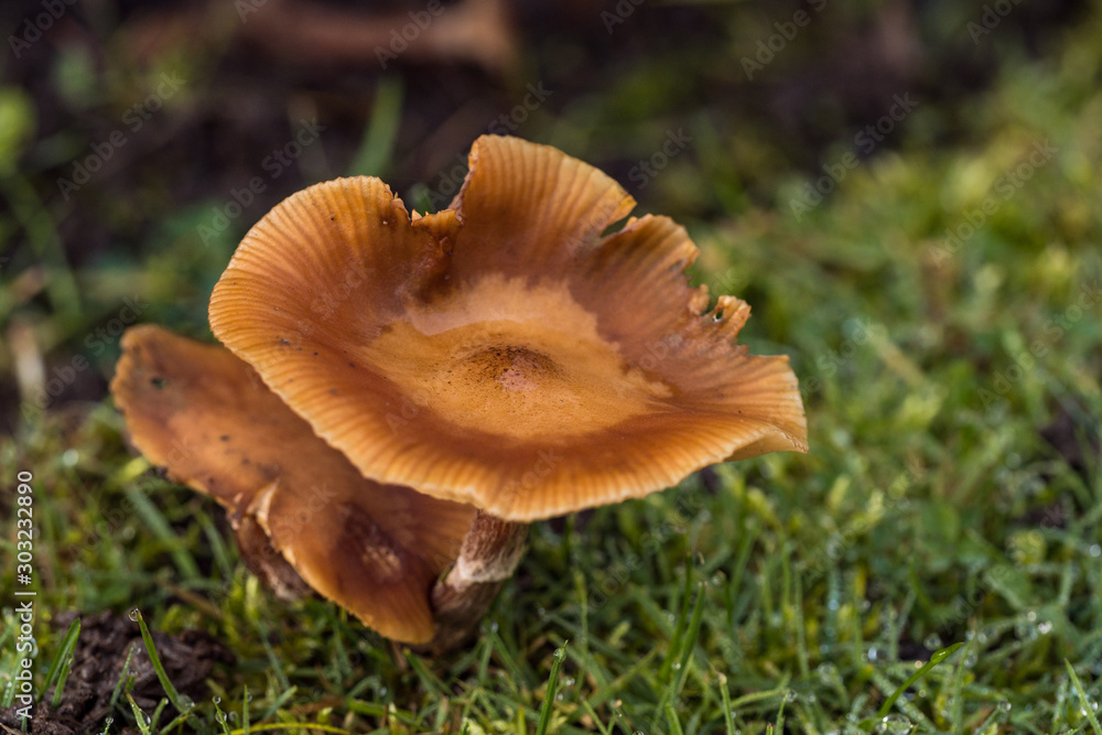 close up of couple brown mushrooms grown on the wet green grass filed on an overcast day close up of couple brown mushrooms grown on the wet green grass filed on an overcast day