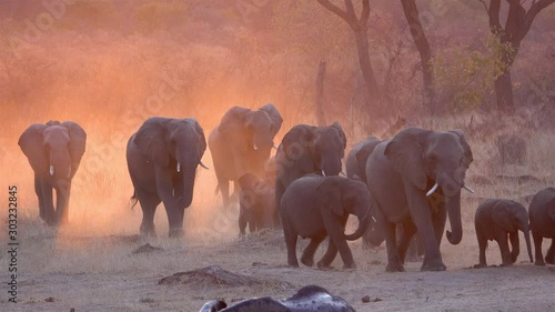 African Elephants march at sunset with beautiful orange dust in the golden hour, Hwange National Park, Zimbabwe