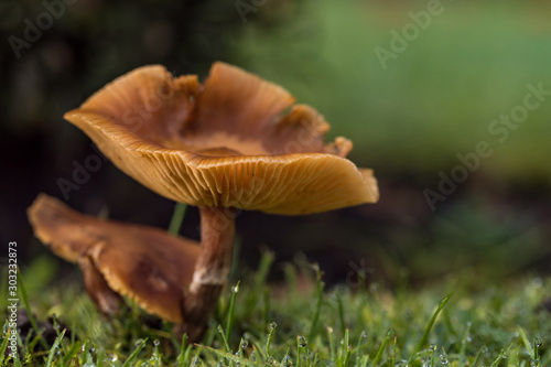 close up of couple brown mushrooms grown on the wet green grass filed on an overcast day