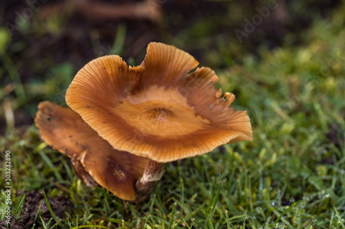 close up of couple brown mushrooms grown on the wet green grass filed on an overcast day