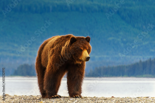 Huge grizzly bear is walking next to the sea. He is on the beach and forest is behind. He is looking for food after long winter. Summer time in Alaska.