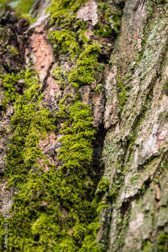 tree trunk with rough and cracked bark surface covered with green mosses