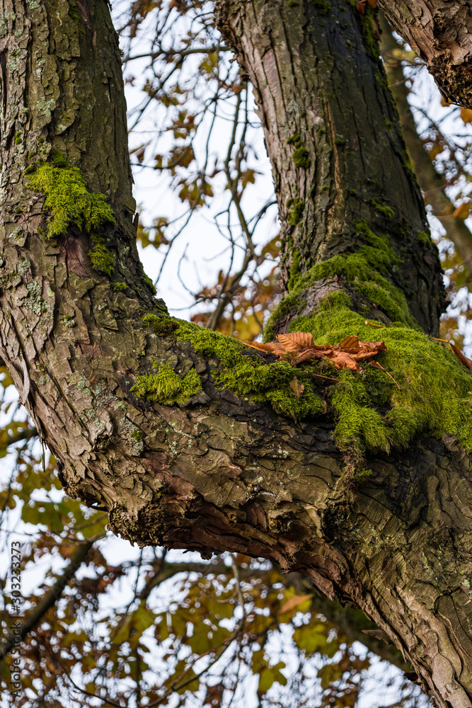 connection between two thick tree branches covered with green mosses and few orange fall leaves connection between two thick tree branches covered with green mosses and few orange fall leaves