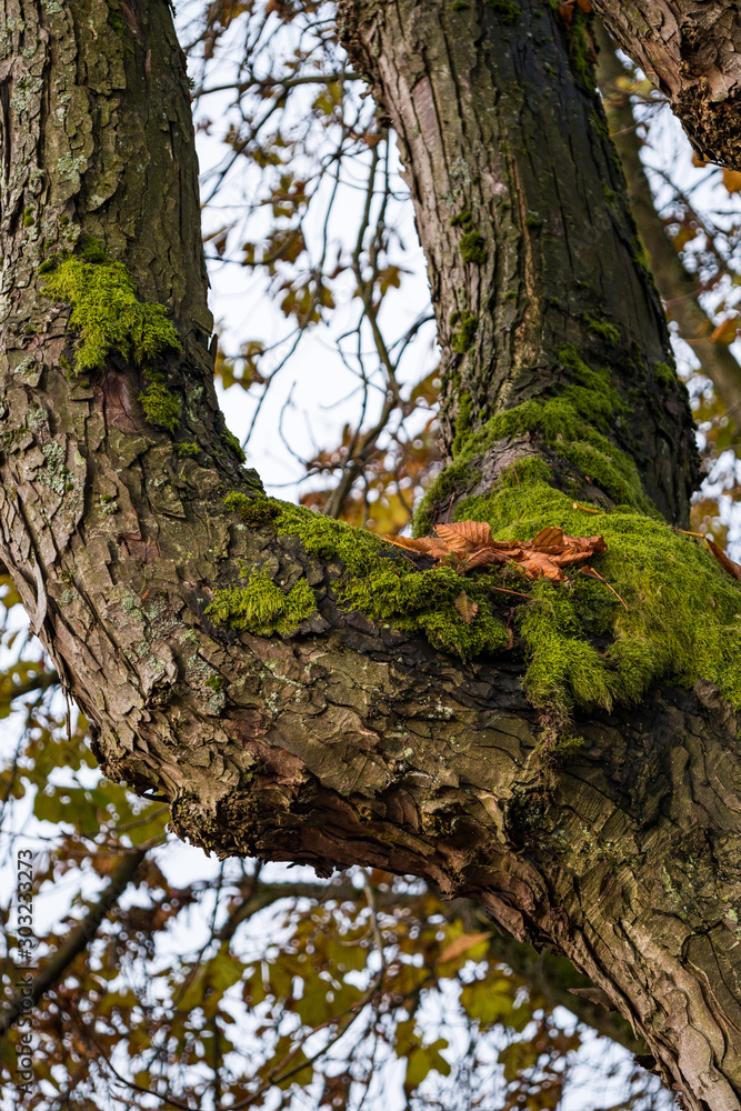 connection between two thick tree branches covered with green mosses and few orange fall leaves