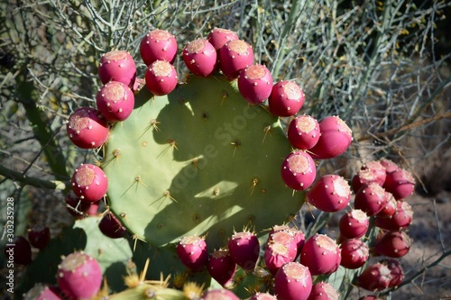 Prickly Pear Fruit Cactus Opuntia Tuna photo