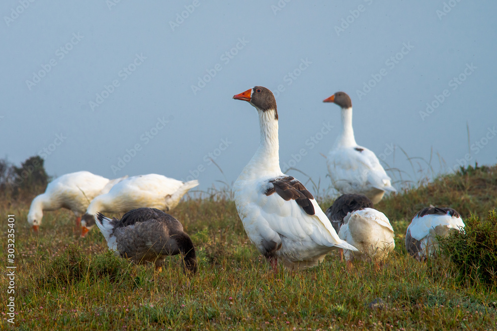 Geese family on the grass Geese family on the grass
