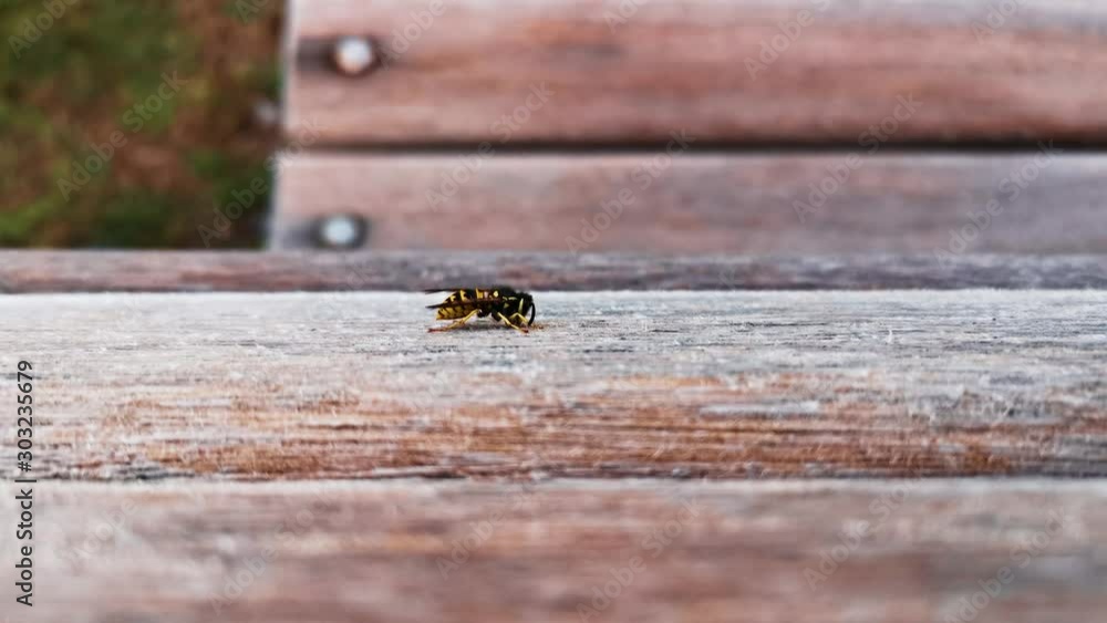 Eine Vespe im Spätsommer auf einer Holzbank auf der suche nach Nahrung Eine Vespe im Spätsommer auf einer Holzbank auf der suche nach Nahrung