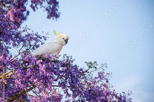 Sulphur-crested cockatoo seating on a beautiful blooming jacaranda tree. Urban wildlife. Australian backyard visitors