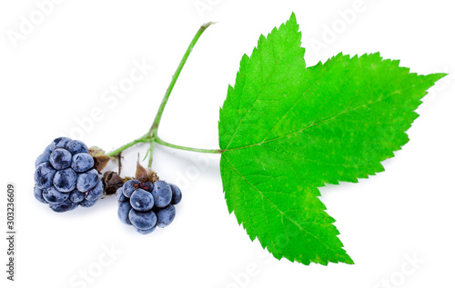 Blackberry branch with leaves and berries isolated on a white background.