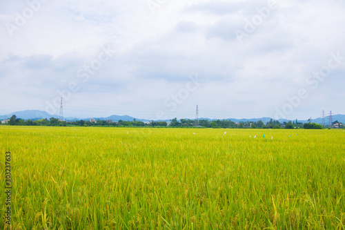 Rice paddy field in the village of Xinhui district,Jiangmen,Guangdong,China.