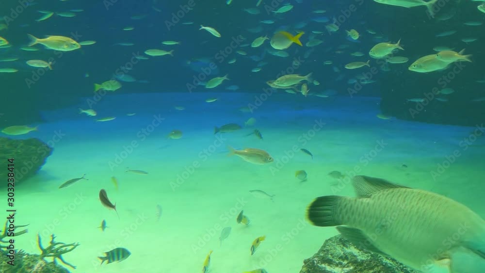 海洋生物 海洋生物