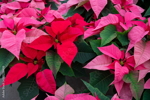 Poinsettia floral background with colorful leaves 