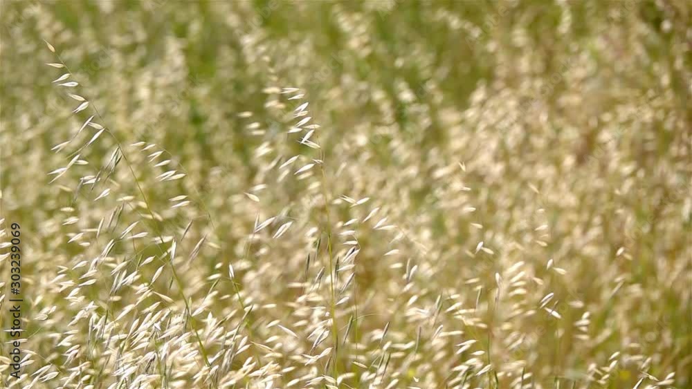 Wild out in the wind Beautiful Slow motion Shot of Wild out in the wind Wild out in the wind Beautiful Slow motion Shot of Wild out in the wind