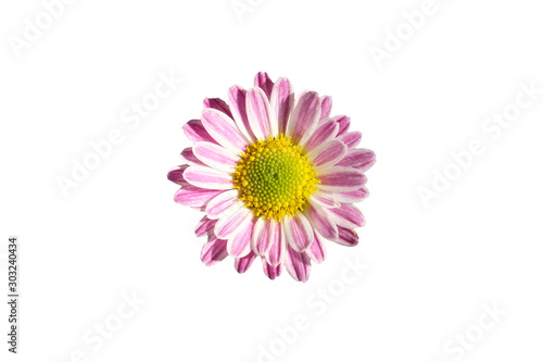 blooming pink chrysanthemum flower isolated on white background