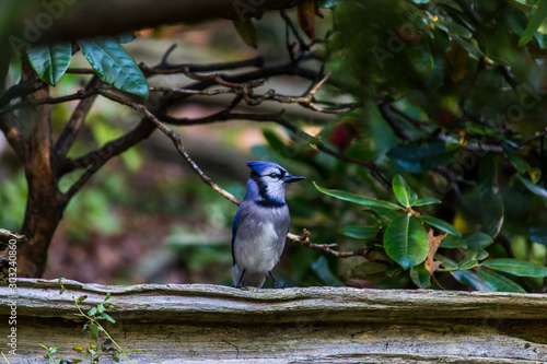 Canvas Print blue jay on fence