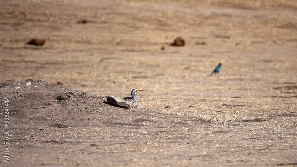 Yellow Billed Hornbill hopping Slow motion shot of Yellow Billed Hornbill Running, Zimbabwe, Africa Yellow Billed Hornbill hopping Slow motion shot of Yellow Billed Hornbill Running, Zimbabwe, Africa