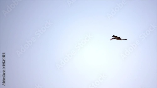 Bradfield's Hornbill Flying Slow motion shot of Bradfield's Billed Hornbill Flying, Zimbabwe, Africa  photo