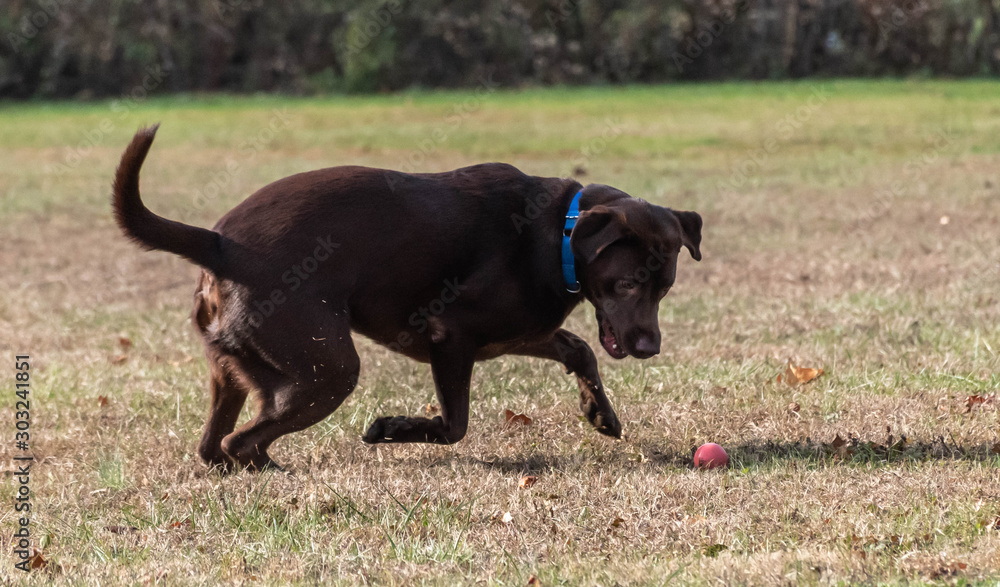 Chocolate Labrador Tully chasing a ball on a sunny fall morning 