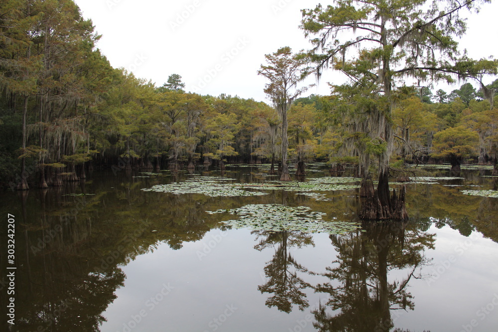 Lake in the Forest