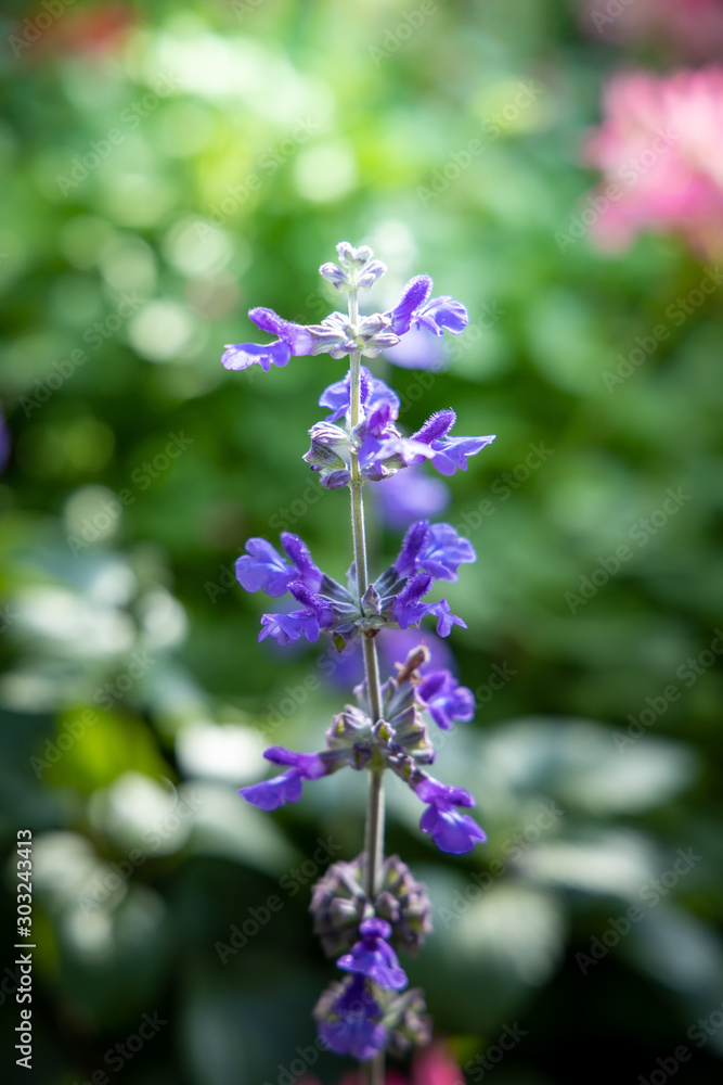 The background image of the colorful flowers