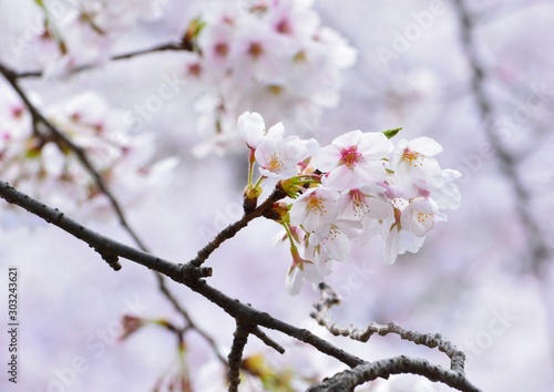 春の淡い色の桜の花が咲く