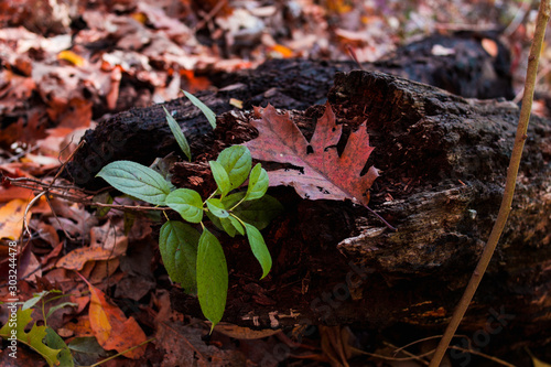 green and red leaf on a rotting log