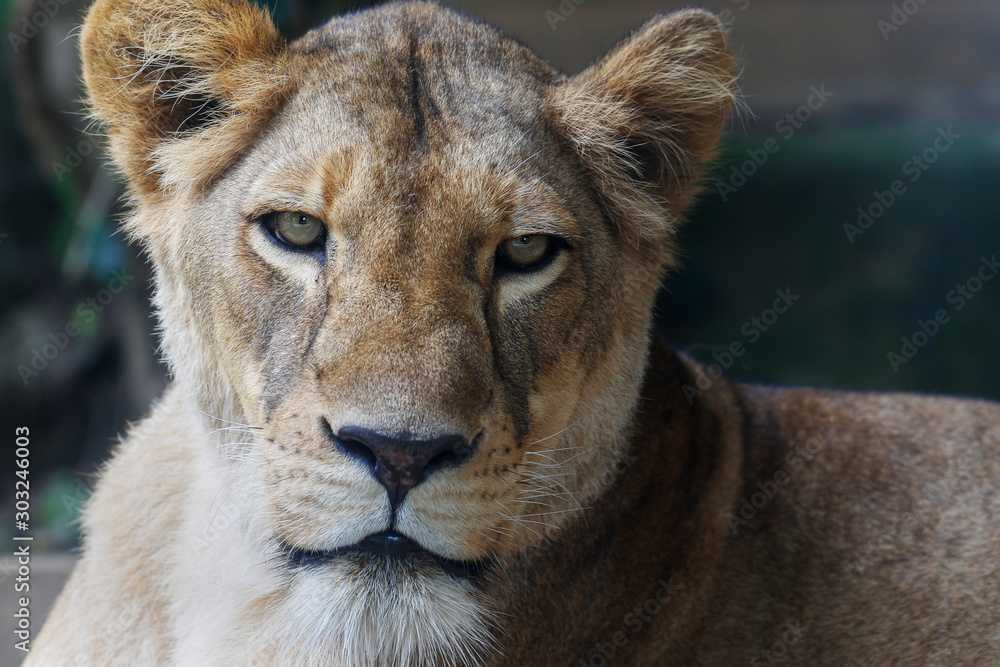 portrait of a lion portrait of a lion