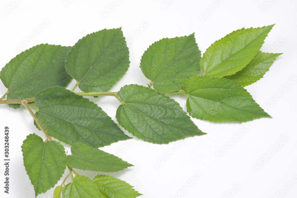 Muntingia calabura leafs on a white isolated background Muntingia calabura leafs on a white isolated background